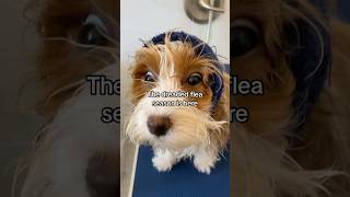 FLEAS SUCK puppy havanese fleashampoo DIYfleashampoo dogshampoo [upl. by Wolram]