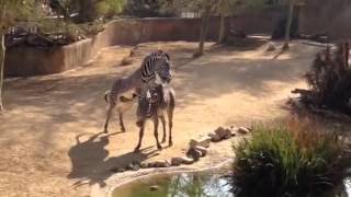 Zebra mating at LA Zoo [upl. by Lamson]