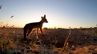 Kit Fox Pups in the Arizona Desert  They Pull the Camera in to the Den  Arizona [upl. by Ramsdell]