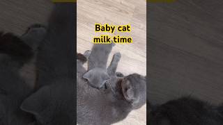 Milk time babycat kitten meow cat cute shortvideo britishshorthair bsh [upl. by Kikelia]