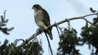 Red tail hawk calling [upl. by Urban184]