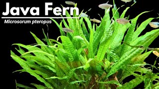 Ultimate Java fern care guide Its so EASY to grow [upl. by Swen223]