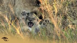 Male Lions Attack Cubs [upl. by Longerich780]