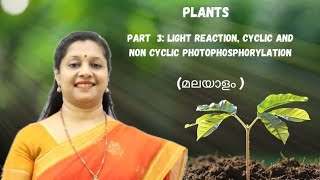 NEETPHOTOSYNTHESIS MALAYALAM PART3 LIGHT REACTION CYCLICampNONCYCLICPHOTOPHOSPHORYLATION [upl. by Eisdnil464]