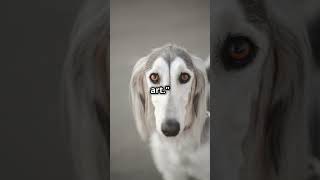 Meet the Azawakh Africas Majestic Sighthound dogs petexperts dogbreed pets dogtype puppy [upl. by Oijres407]