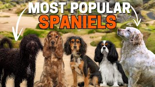 7 Most Popular Spaniel Dog Breeds [upl. by Oeflein]