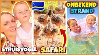 STRUiSVOGEL SAFARi amp STRAND ONTDEKT TUSSEN DE LOCALS OP CURAÇAO 🇨🇼  Bellinga Vlog 3055 [upl. by Emery643]