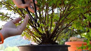 Spiraea japonica quotGoldflamequot yamadori first hard pruning ever Kabudachi  Arkefthos Bonsai [upl. by Etsirk]