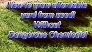 How to grow grass from seed without dangerous chemicals [upl. by Dorsy712]