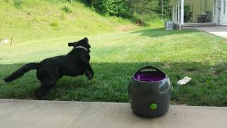 Dog chasing ball Petsafe ball launcher [upl. by Delmore158]