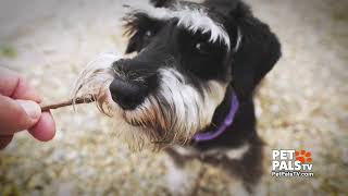 Know Your Breed  Miniature Schnauzer [upl. by Silverts]