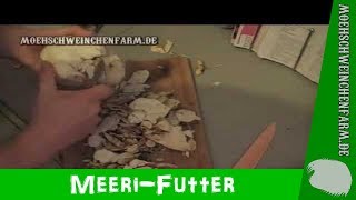 Meerschweinchen DIY Sellerie Schale selber bauen [upl. by Aenyl562]