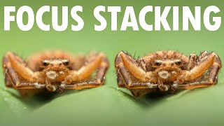 How To Focus Stack In Zerene Stacker  Macro Photography Workflow [upl. by Jelle996]