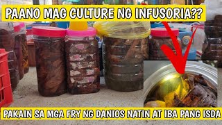 Paano mag culture ng infusoria [upl. by Ellekcim]