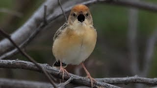 Feeling chirpy – Goldenheaded Cisticola at Pitt Town [upl. by Poulter]