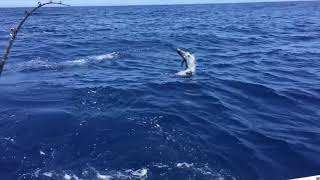 SAILFISH JUMPS OUT OF WATER Slow Motion  Relentless Offshore Adventures [upl. by Wiltz]