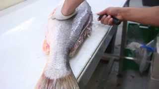 Fish Filleting Large Corvina [upl. by Suiramad]