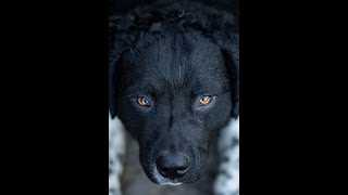 Lente met Oreo de Wetterhoun uit Drenthe [upl. by Akcemat193]