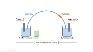 Capillary Electrophoresis Part 2 Instrumentation amp Electroosmotic Flow [upl. by Arrekahs]