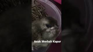 Anak Merbah Kapur  Anakan TRUCUKAN merbahkapur trucukan [upl. by Hsreh]