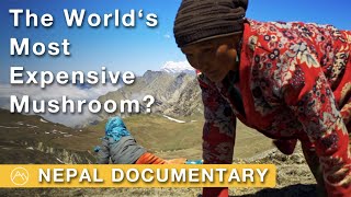 Mushroom at the Top of the World  Searching for Yarsagumba in Nepal  Documentary film [upl. by Nywrad]