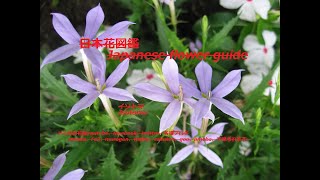 猛毒？！Very poisonous  イソトマ Isotoma 季節の花 日本花図鑑 Japanese flower guide [upl. by Alleroif372]