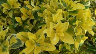 Golden Euonymus japonicus Aureomarginatus [upl. by Odrawde]