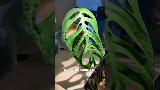 Favourites from some previous videos indoorplants plantchores houseplants favorite plantlover [upl. by Shulins441]