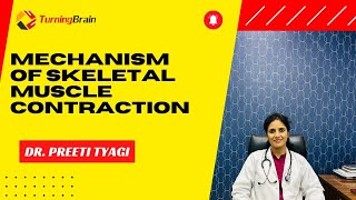 Mechanism of Skeletal Muscle Contraction [upl. by Htebarual]