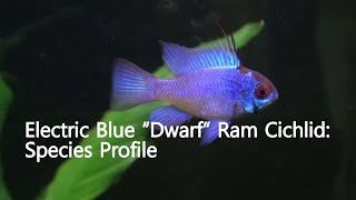 Electric Blue “Dwarf” Ram Cichlid Mikrogeophagus ramirezi Species Profile [upl. by Rollo]