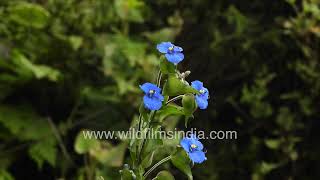 Commelina tuberosa or paludosa at wildfimsindia Jababrkhet monsoon misty mountains [upl. by Katuscha568]