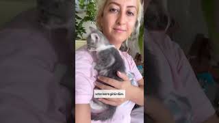 Bebek kedim için dualarınızı eksik etmeyin 😻 cat kediplus kedi kediaski 🎥serenozlerrr [upl. by Ut]