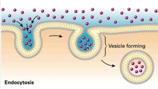 Endocytosis ampExocytosis The Fundamental Unit of Lifepart 9 RooseTube ClassIX Biology series [upl. by Sible]