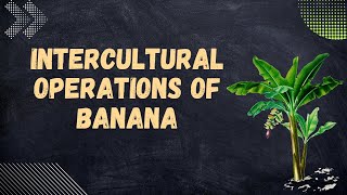 Inter culture operations of Banana II Intercultural Operations  Banana II Banana [upl. by Anyrb]