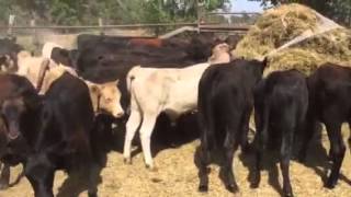 Corriente Angus Cross Charolais Cross Rep Heifers [upl. by Arutak554]