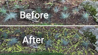 Creeping Jenny amp Blue Fescue Grass  Landscaping Uses amp Dividing [upl. by Ahsaei]