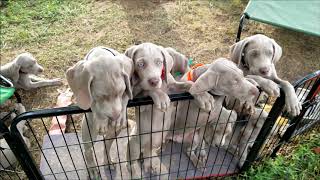 Weimaraner Puppies [upl. by Hanej]