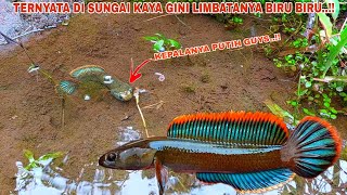 REKOR BARU Mancing Channa Limbata Berwarna Biru  Sungai Yang Ada Channa Limbatanya [upl. by Pich]