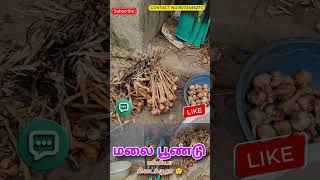 கொடைக்கானல் மலை பூண்டு  Kodaikanal malai poondu மலைப்பூண்டு  health benefits  Kodaikanal Garlic [upl. by Alan]