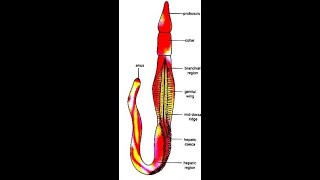 balanoglossus structure and affinities [upl. by Gentille]