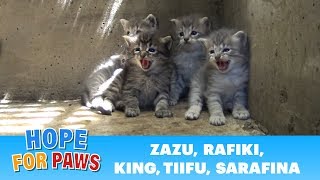 Lion kings and queens born in a storm drain  rescuer leaves screaming kitten [upl. by Euqinor]