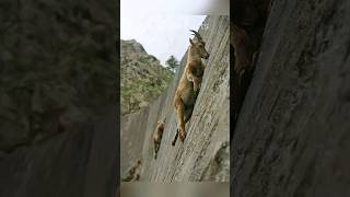 These Goats Dont Care About Gravity 😱😱😱 [upl. by Orazio]