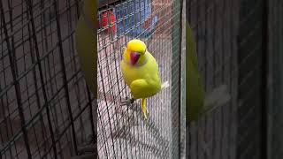 Breeding Season❤️❤️ foryou parrot shortvideos fypシ゚viral birdslover viralreels fypシ゚ fyp [upl. by Jerad101]