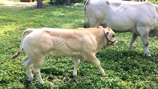 75 days old calf amp 18 years old cow  Piemontese breed [upl. by Nakada]