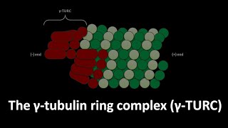 Gamma tubulin ring complex or gamma TURC [upl. by Leahpar]