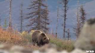 Hunting Grizzly Bear in Yukon [upl. by Hugibert]