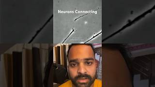 How Neurons Connect before Birth [upl. by Eirrotal]