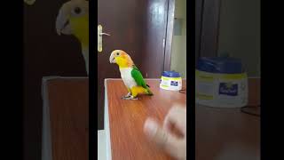 Singing and Dancing Caique Parrot  Talking and Dancing Bird  Orange Head White Bellied Caique [upl. by Danice]