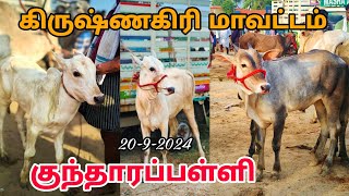 2092024 kundarapalli Friday market கிருஷ்ணகிரி மாவட்டம் குந்தாரப்பள்ளி மாட்டு சந்தை [upl. by Bick836]