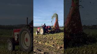 Ih international 824 cutting tops of beets [upl. by Brawner]